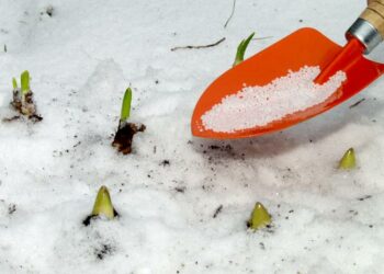 Підживлення по снігу: що, де і навіщо