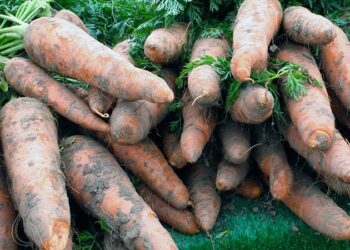 Чому морква вкривається білим нальотом?