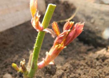 Живці реанімує камфорний спирт