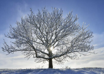 Як швидко допомогти замерзлому дереву