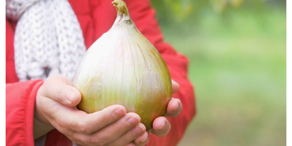 У лютому пора сіяти цибулю Ексибішен