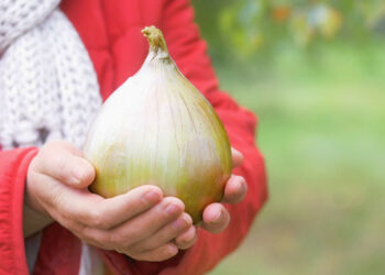 У лютому пора сіяти цибулю Ексибішен