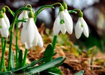 Березень на городі, в саду та квітнику