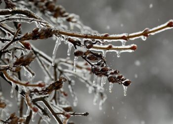 Відлига та її вплив на рослини