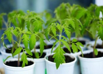 Чому немає сходів?