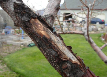 Зимові сонячні опіки на деревах: як допомогти саду?