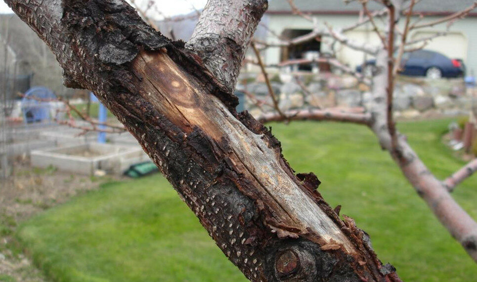 Зимові сонячні опіки на деревах: як допомогти саду?