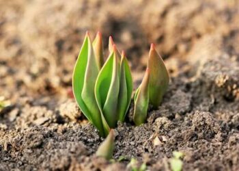 Проросли тюльпани? Вкрийте їх