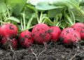 Пора вирощувати редиску: 6 правил щедрого врожаю