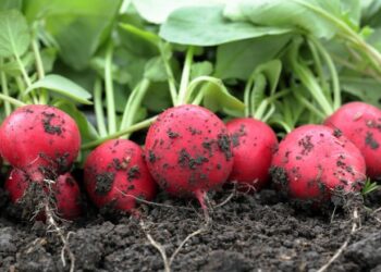 Пора вирощувати редиску: 6 правил щедрого врожаю