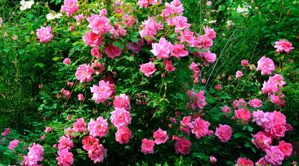 Як вибрати якісні трояндові кущі