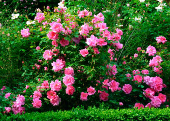 Як вибрати якісні трояндові кущі