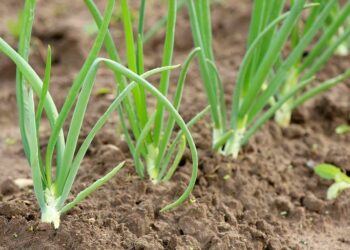 Цибуля з насіння холоду не боїться