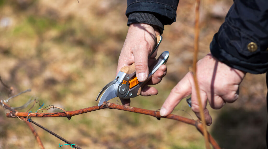 На часі виноград обрізувати