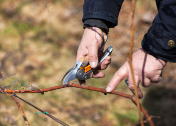 На часі виноград обрізувати
