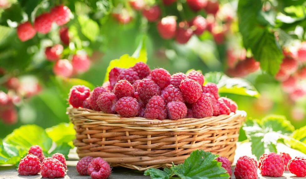 Як розсадити малину