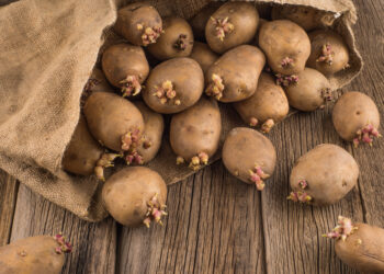 Час пророщувати картоплю