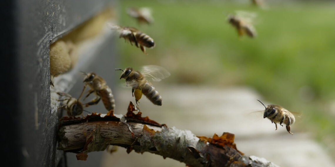 Коли виставляти бджіл із зимівника