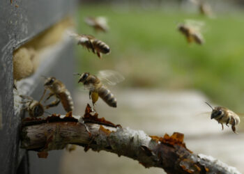 Коли виставляти бджіл із зимівника