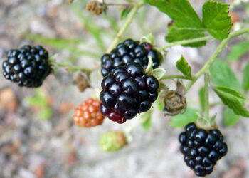 Як формувати ожину навесні: 4 правила