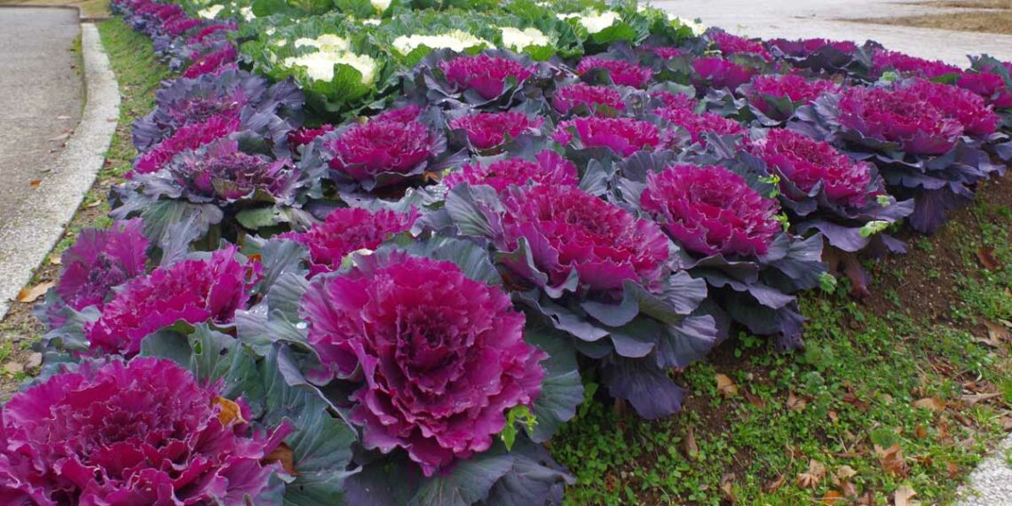 Капуста… квітник прикрасить