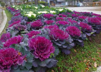 Капуста… квітник прикрасить