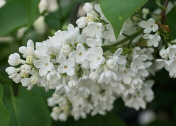 Відвар з бузку суглоби вилікує