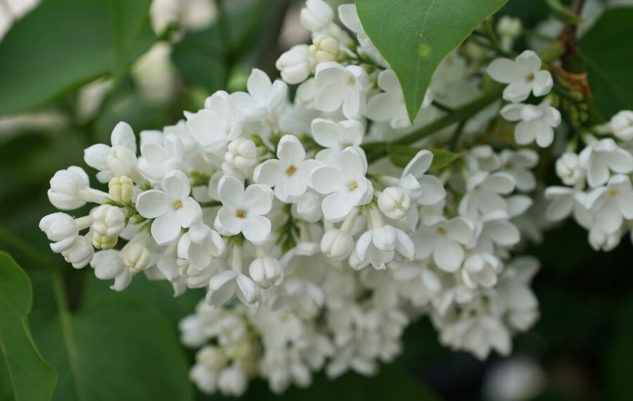 Відвар з бузку суглоби вилікує