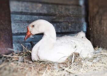 Готуємо гусей до гніздування