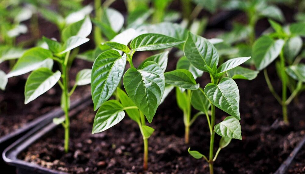 Як виростити розсаду перцю: 5 корисних порад