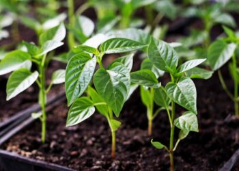 Як виростити розсаду перцю: 5 корисних порад