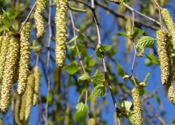Березові бруньки у вашій аптечці