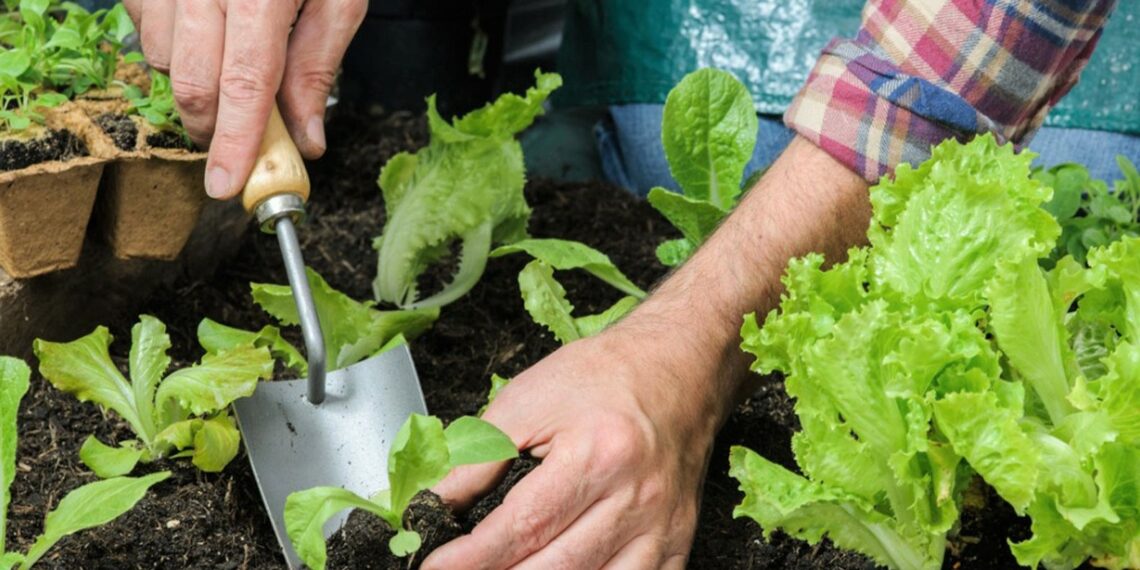 Пікірування розсади з дотриманням правил