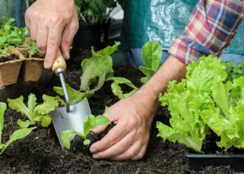 Пікірування розсади з дотриманням правил