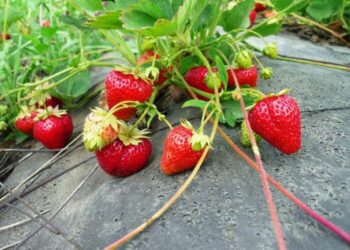 Коли обрізати вуса полуниці