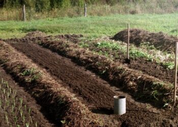 Вузькі грядки: основні правила облаштування