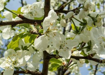 Травень на городі, в саду та квітнику