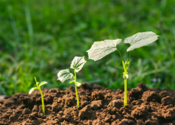 Як обрати якісні сіянці?