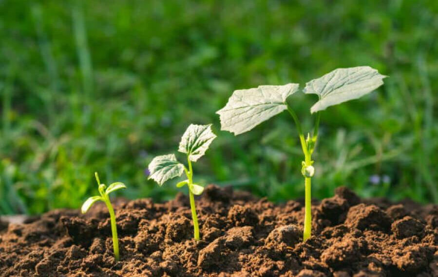 Як обрати якісні сіянці?