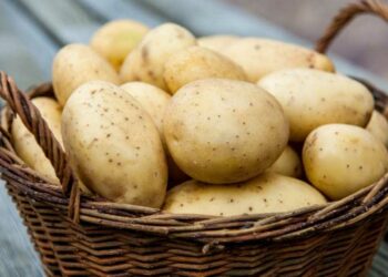 10 секретів картопляних урожаїв