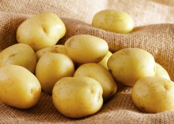 Чи існує сорт картоплі “сорокаденка”?