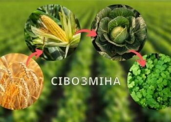 Правила сівозміни