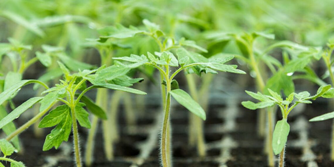 Опадає листя на помідорах: як допомогти розсаді?
