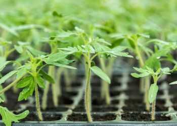 Опадає листя на помідорах: як допомогти розсаді?