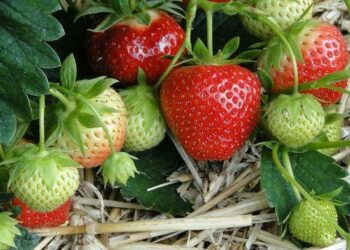 Коли підживлювати полуницю?