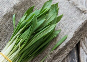 Черемша — не для всіх