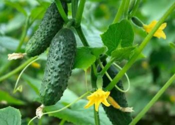 Три способи вирощування огірків