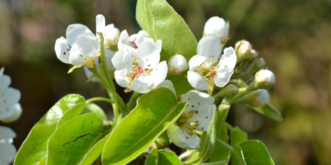 Чому груша не родить?