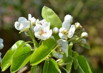 Чому груша не родить?