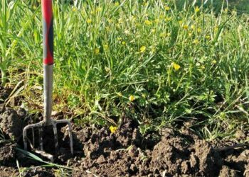 Як освоїти занедбану ділянку